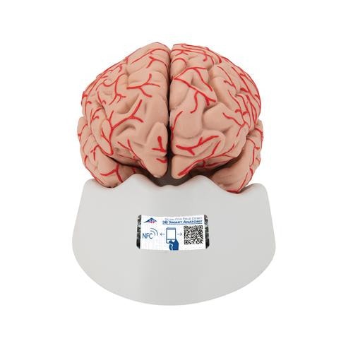 3B Scientific Deluxe Brain Anatomy Model With Arteries (9 Parts