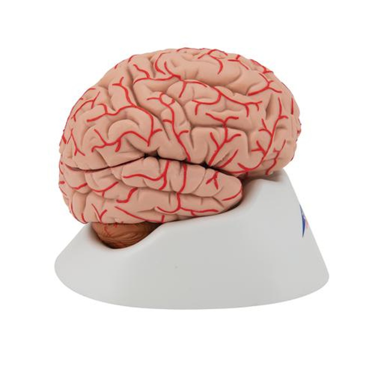 Deluxe Brain Anatomy Model With Arteries 9 Parts - Right Side View