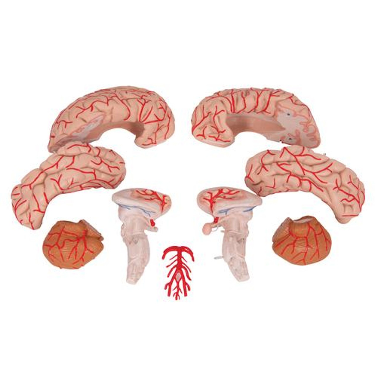Deluxe Brain Anatomy Model With Arteries 9 Parts - Removab;e Parts View