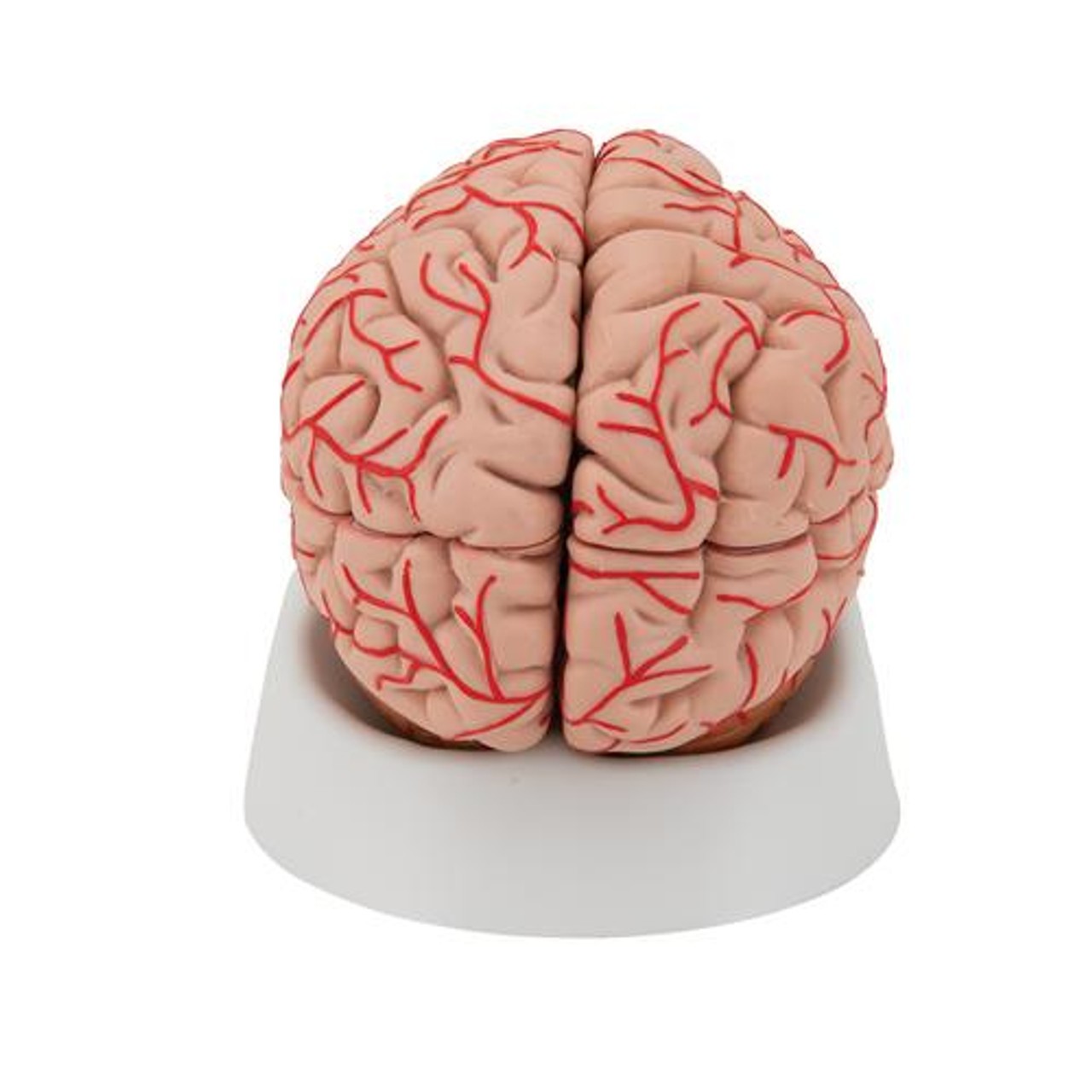 Deluxe Brain Anatomy Model With Arteries 9 Parts - Back View