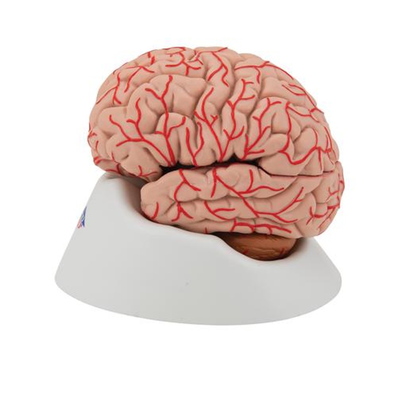 Deluxe Brain Anatomy Model With Arteries 9 Parts - Left Side View