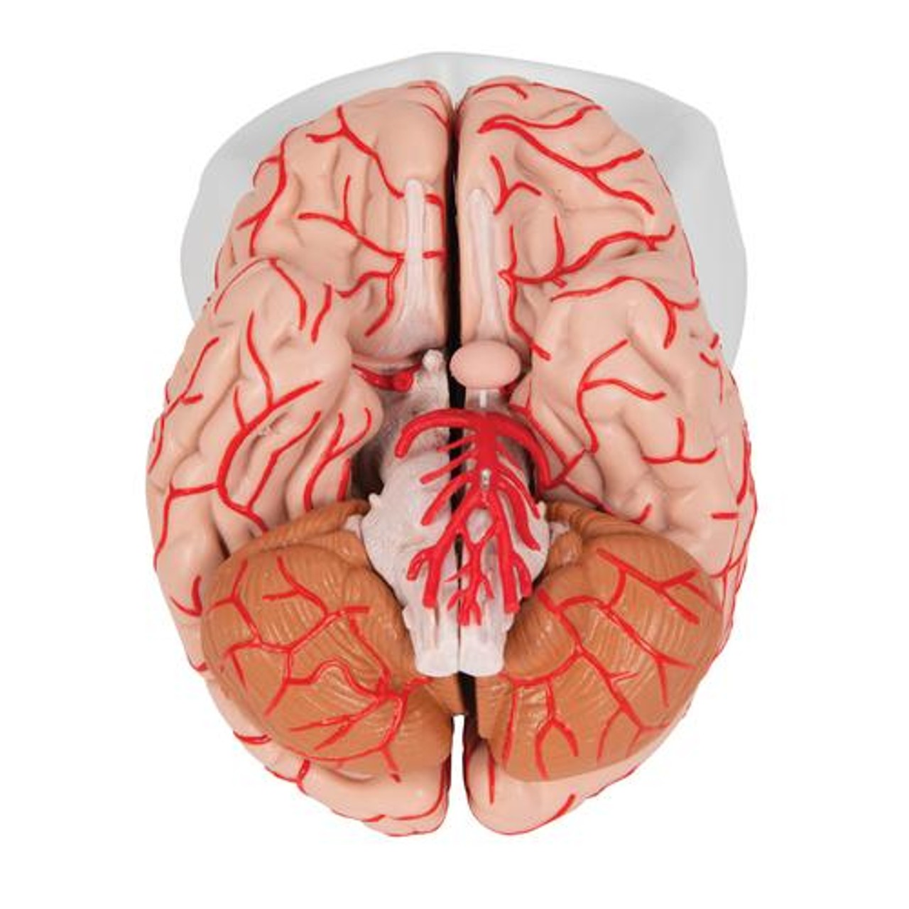 Deluxe Brain Anatomy Model With Arteries 9 Parts - Bottom View