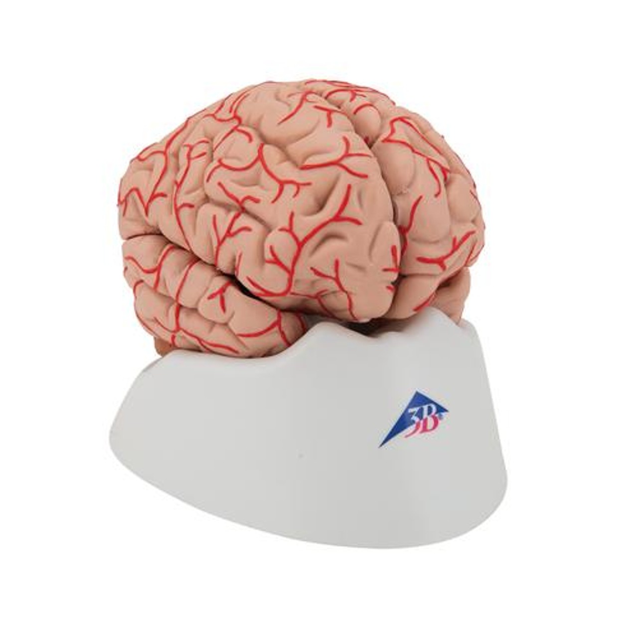 Deluxe Brain Anatomy Model With Arteries 9 Parts - Right Side View