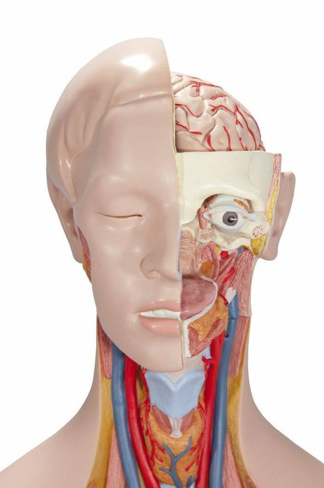 Classic Human Unisex Torso Anatomy Model 14 Parts