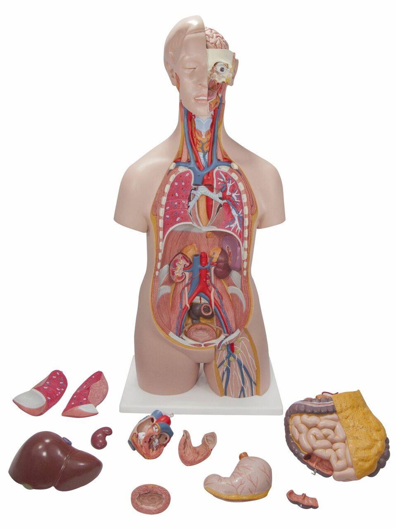 Classic Human Unisex Torso Anatomy Model 14 Parts