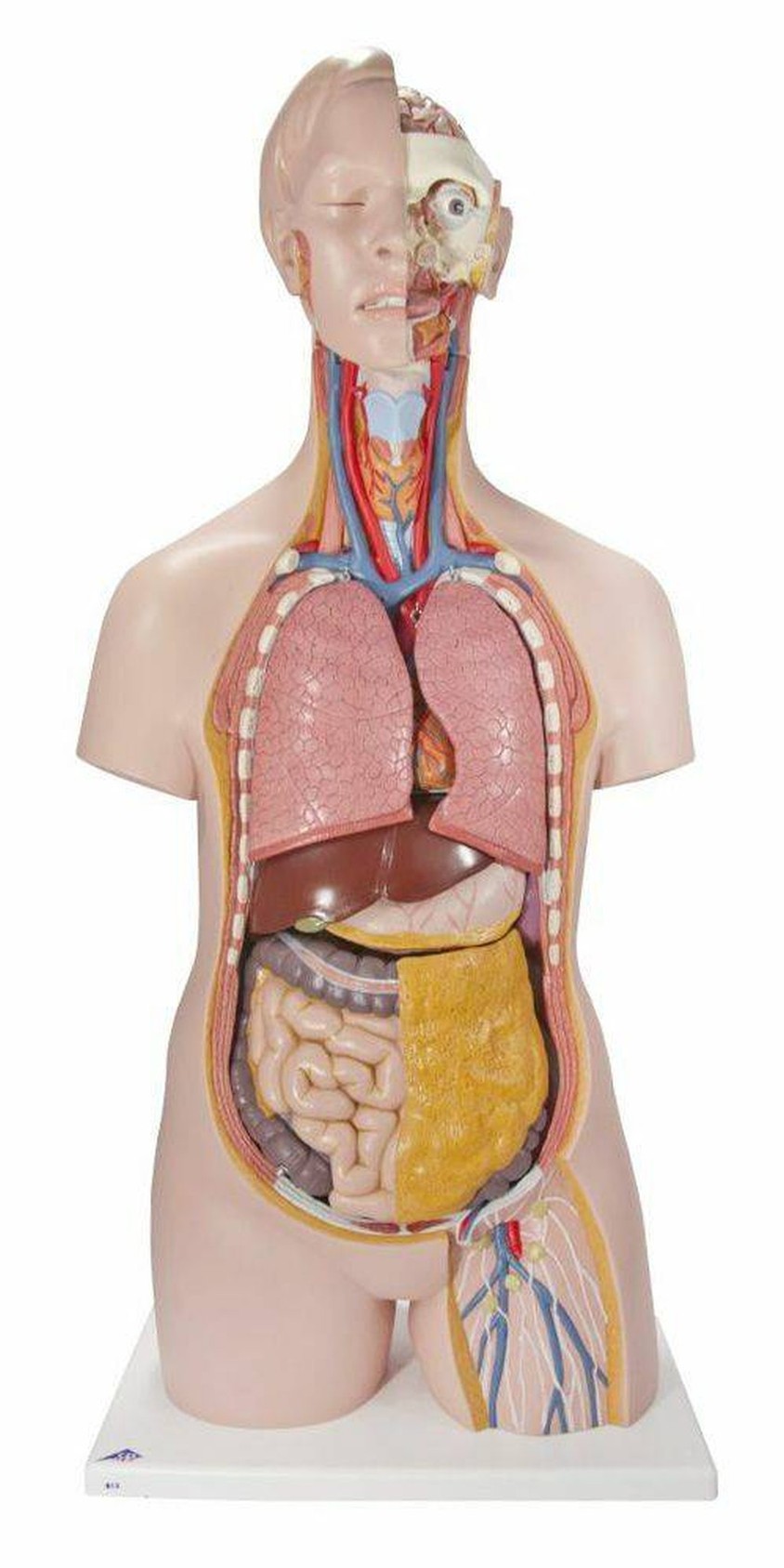 Classic Human Unisex Torso Anatomy Model 14 Parts