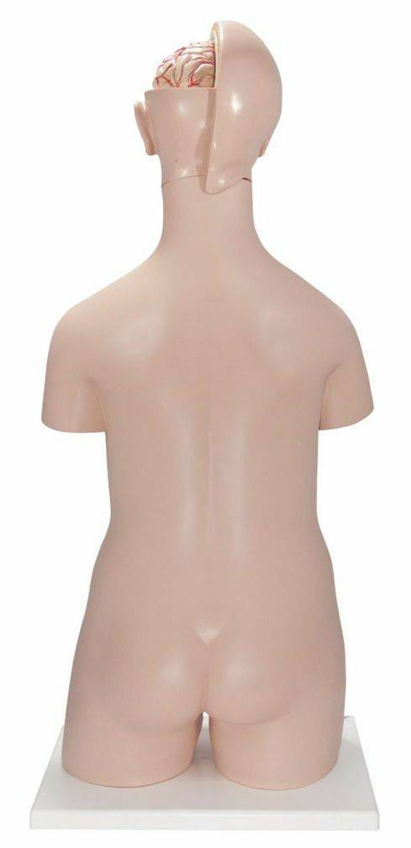 Classic Human Unisex Torso Anatomy Model 14 Parts