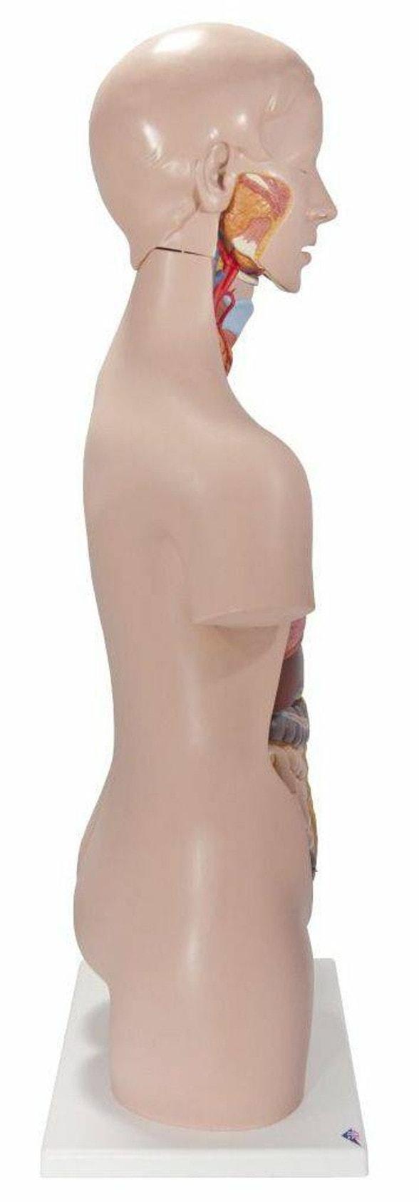Classic Human Unisex Torso Anatomy Model 14 Parts