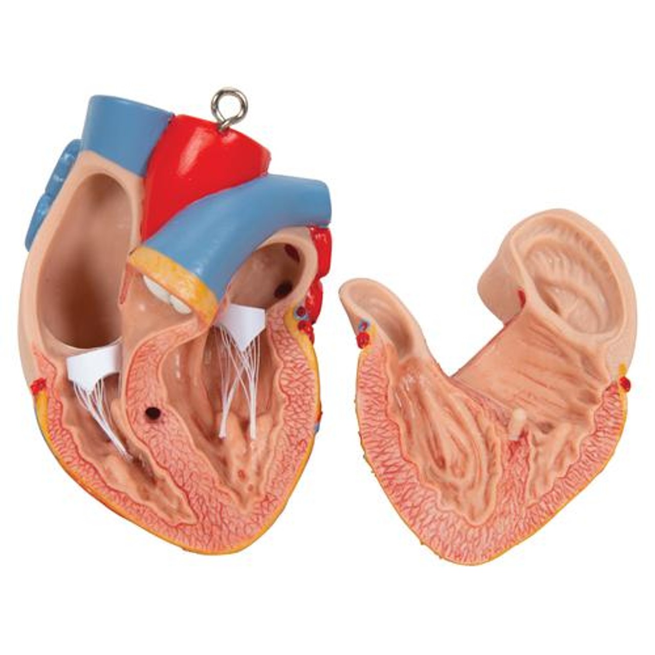 Classic Human Unisex Torso Anatomy Model 14 Parts