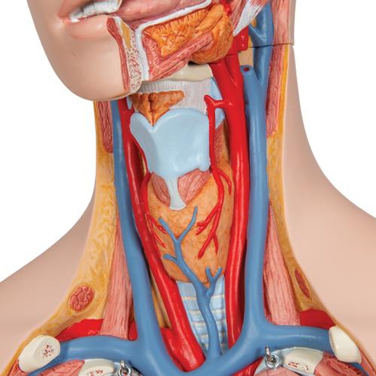 Classic Human Unisex Torso Anatomy Model 14 Parts