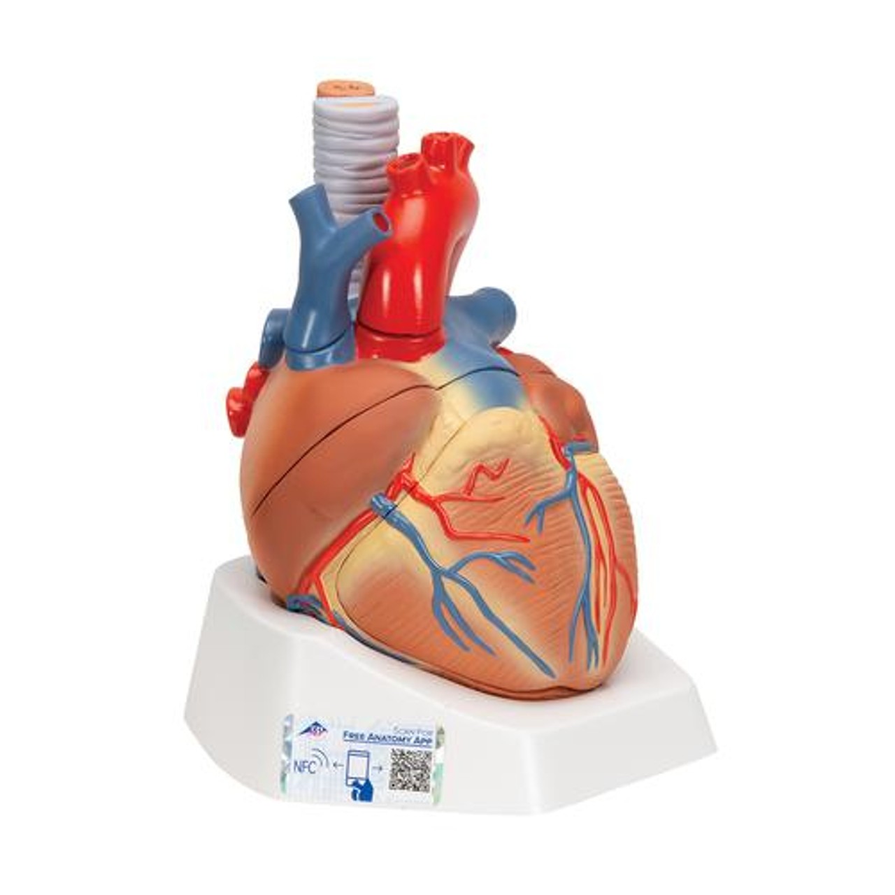 Human Heart Anatomy Model 7 Parts