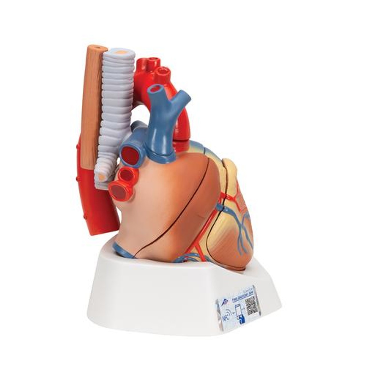 Human Heart Anatomy Model 7 Parts