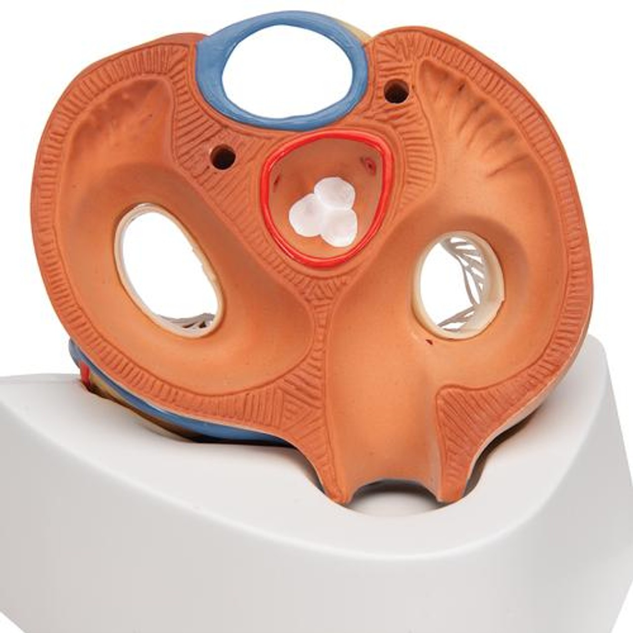 Human Heart Anatomy Model 7 Parts