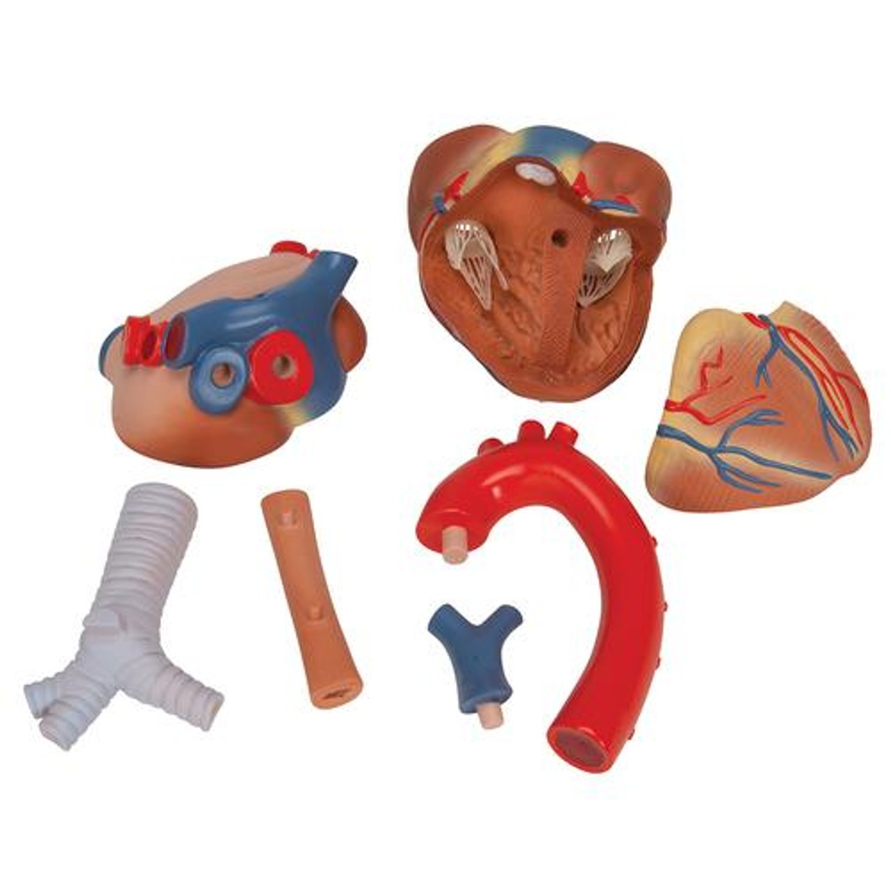 Human Heart Anatomy Model 7 Parts