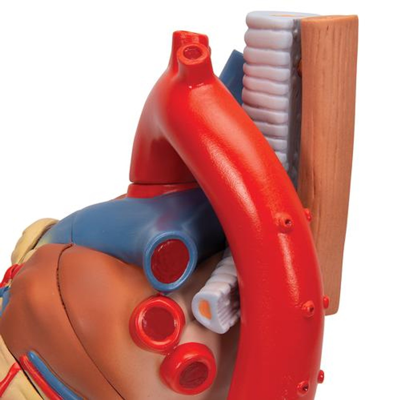 Human Heart Anatomy Model 7 Parts