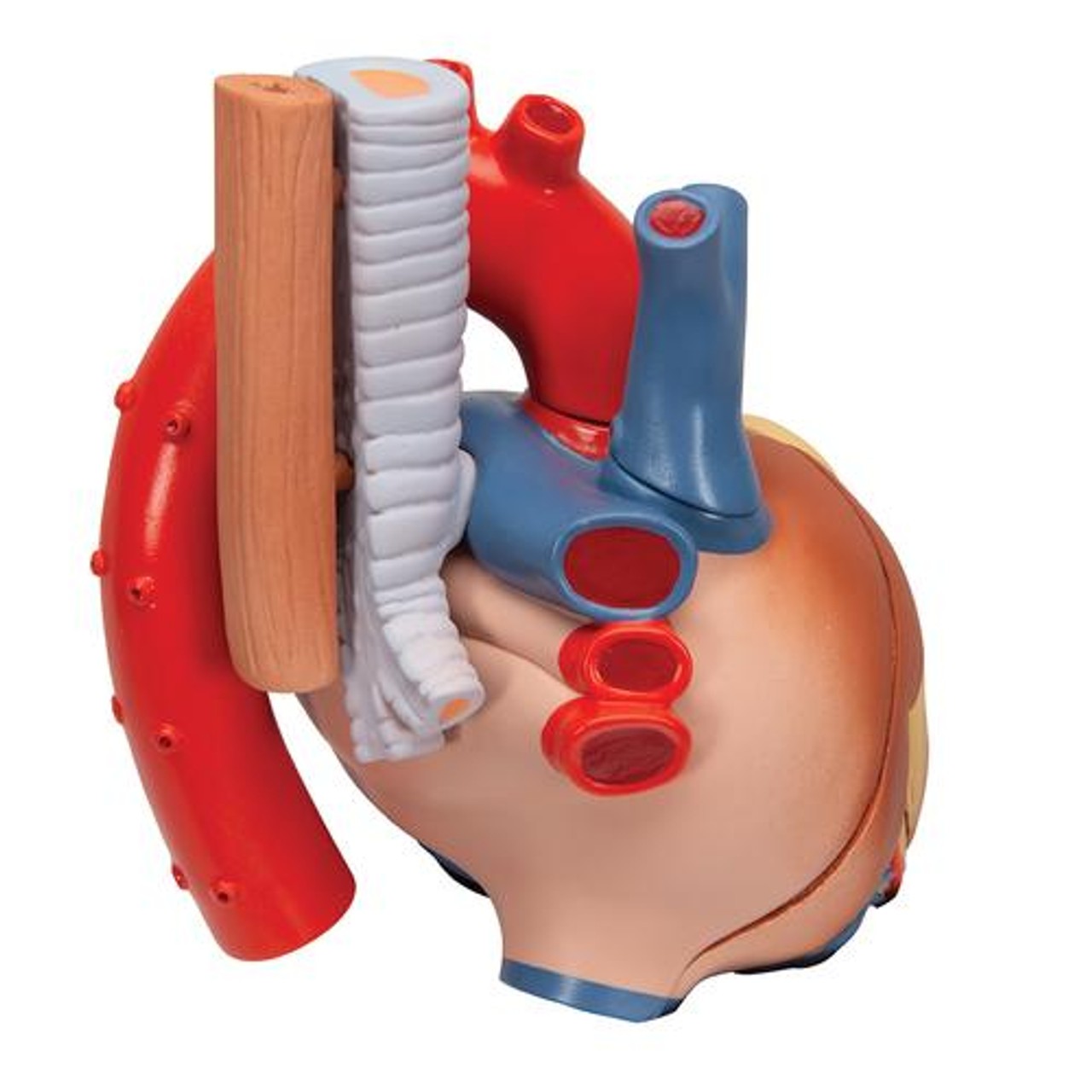 Human Heart Anatomy Model 7 Parts