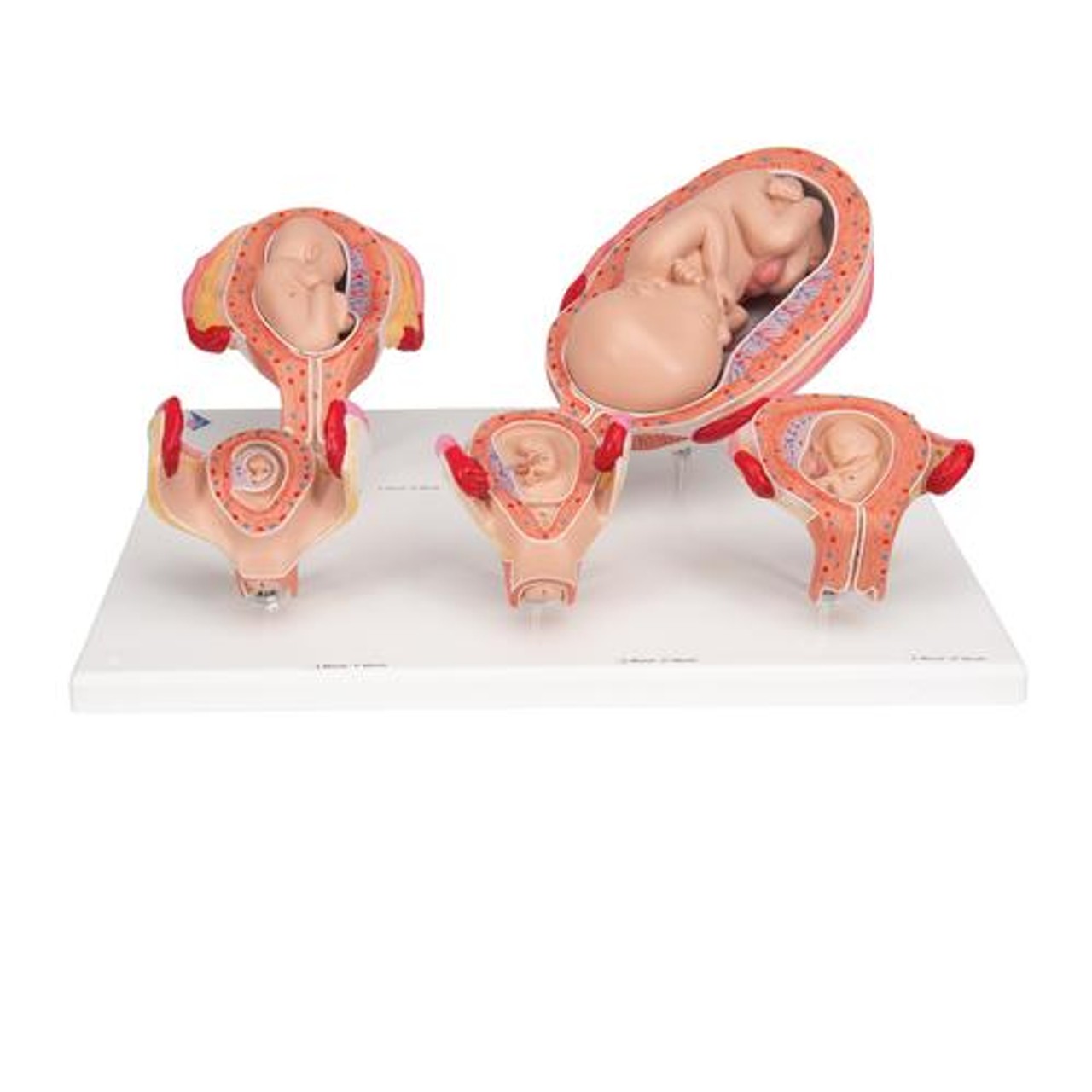 Pregnancy Stages - 5 Models