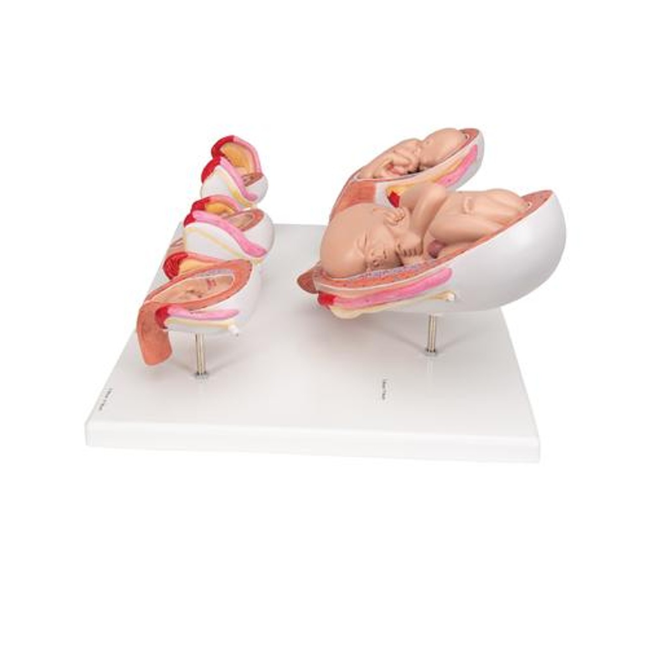 Pregnancy Stages - 5 Models