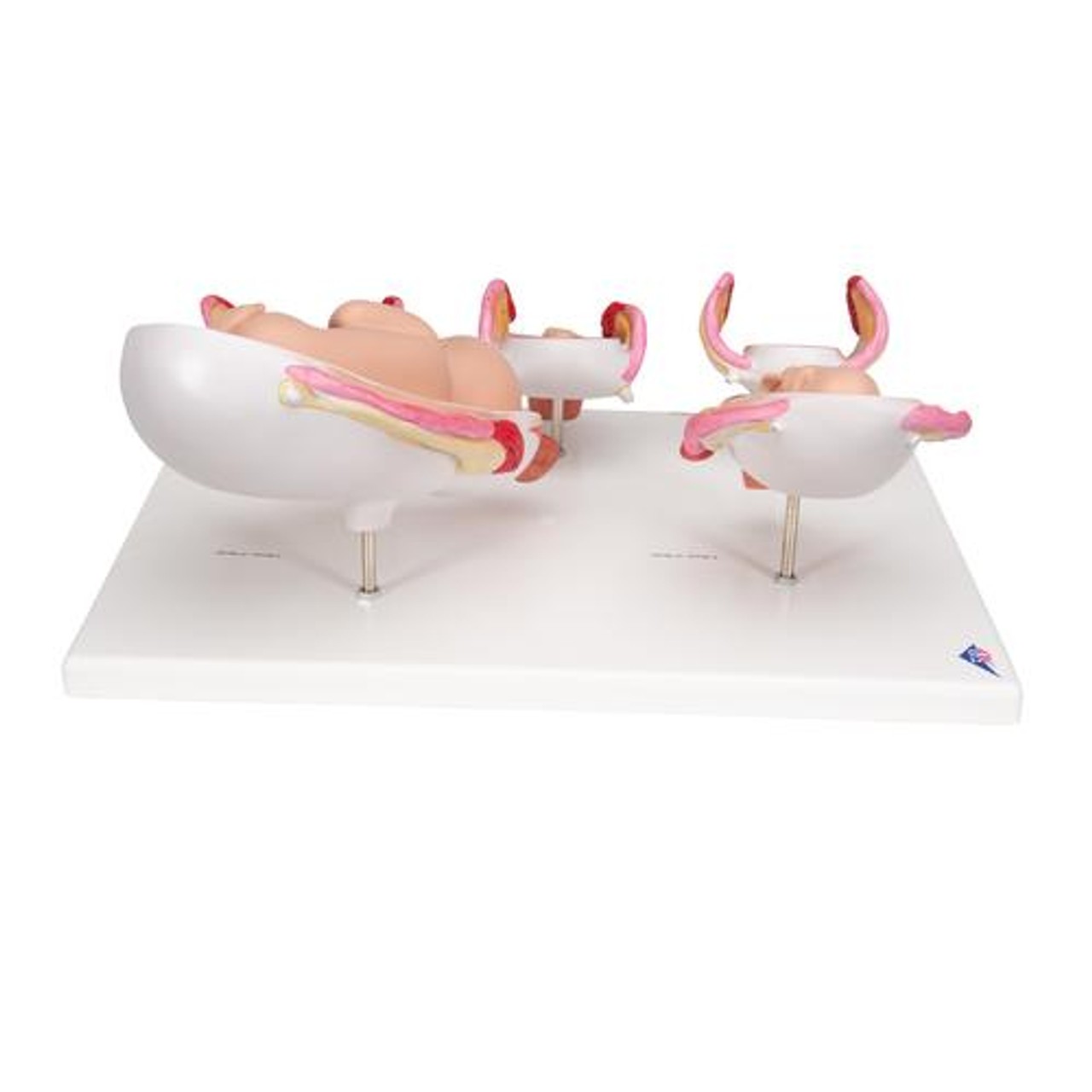 Pregnancy Stages - 5 Models