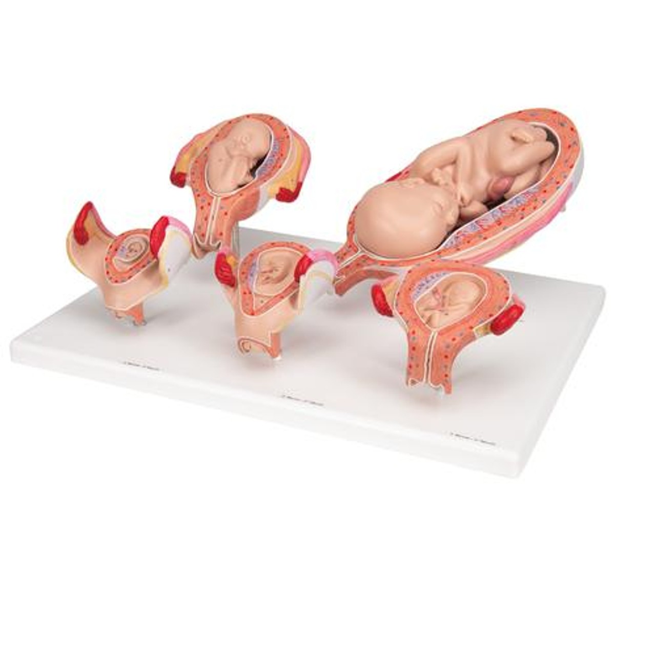 Pregnancy Stages - 5 Models