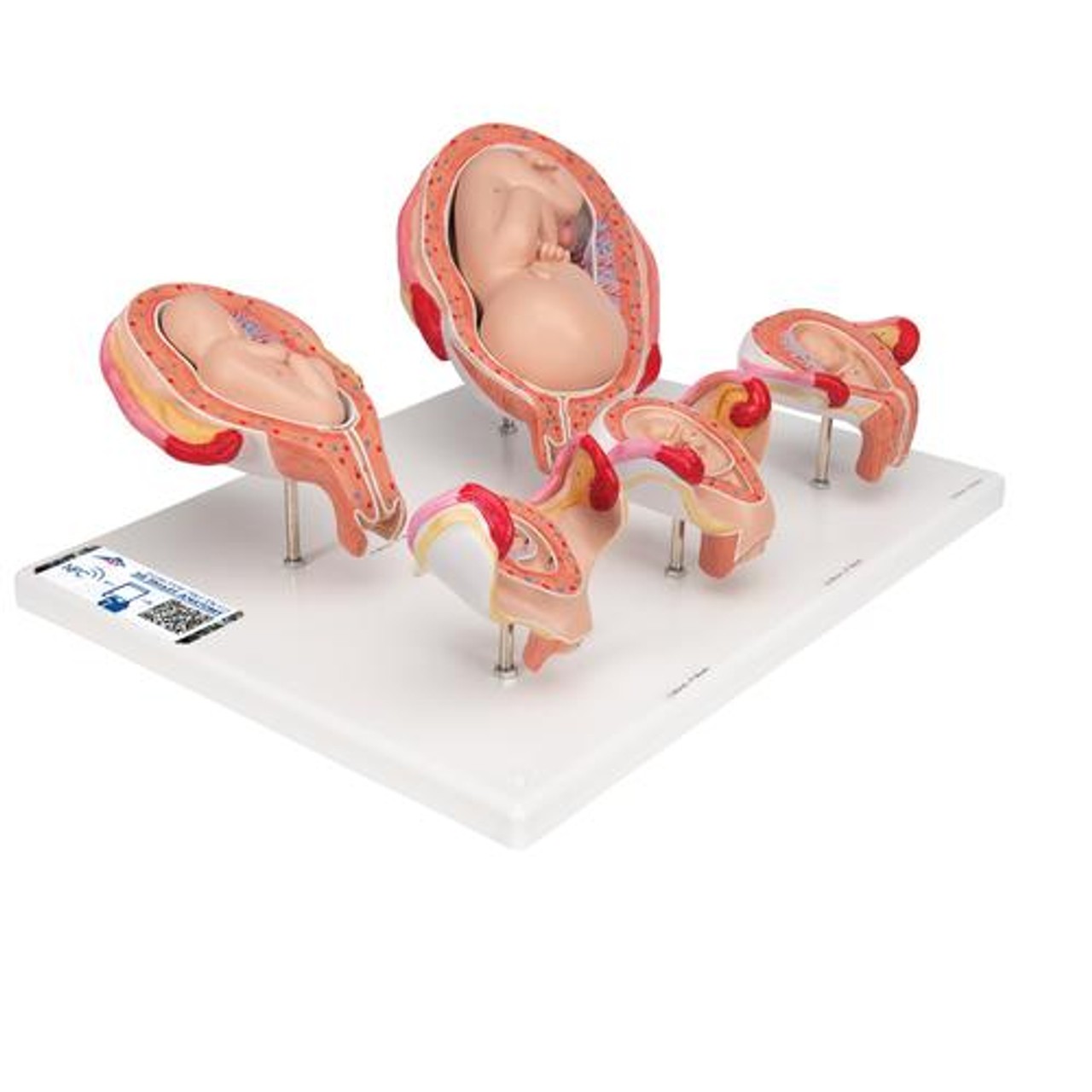 Pregnancy Stages - 5 Models