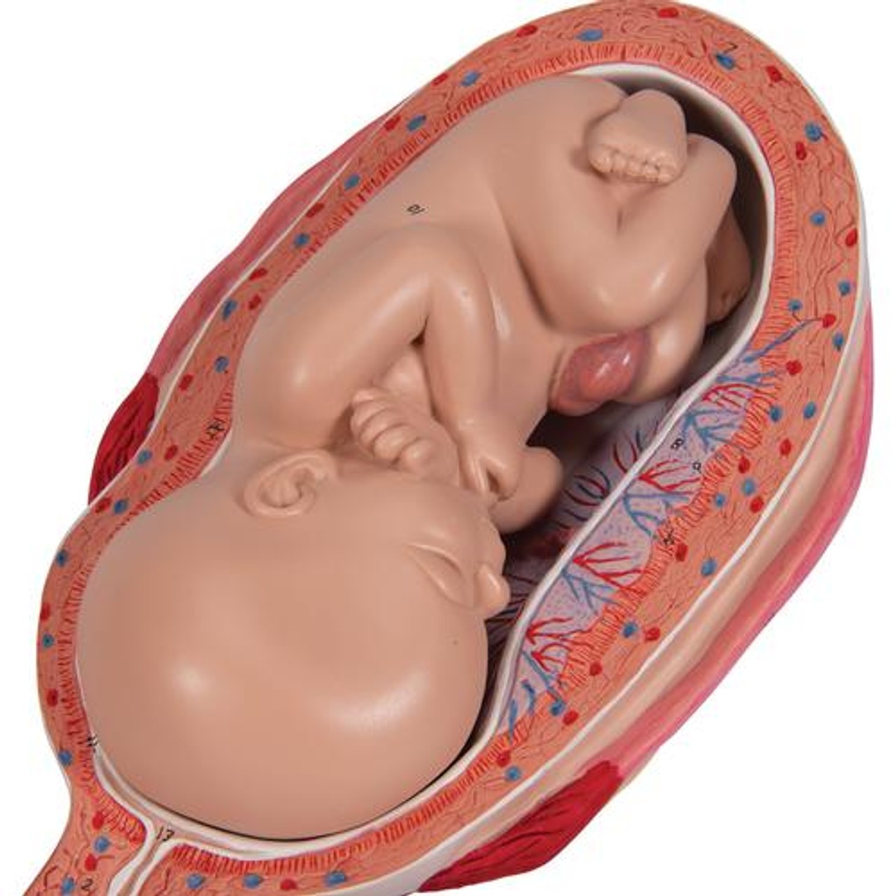 Pregnancy Stages - 5 Models