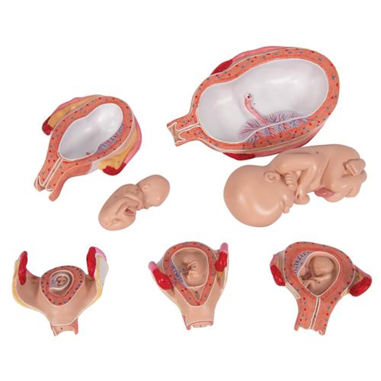 Pregnancy Stages - 5 Models