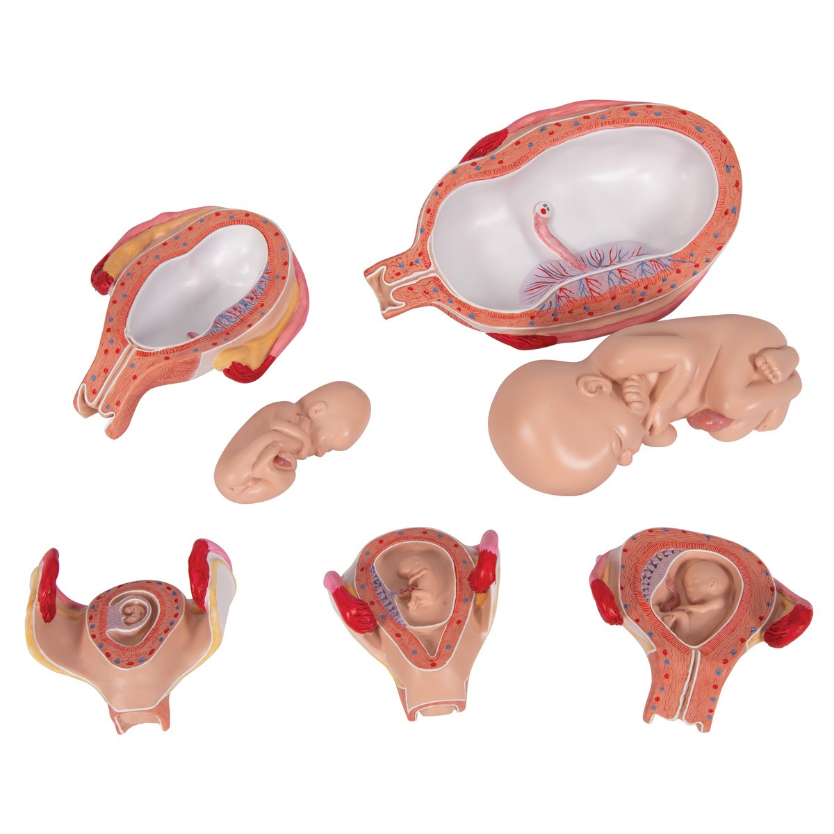 Pregnancy Stages - 5 Models