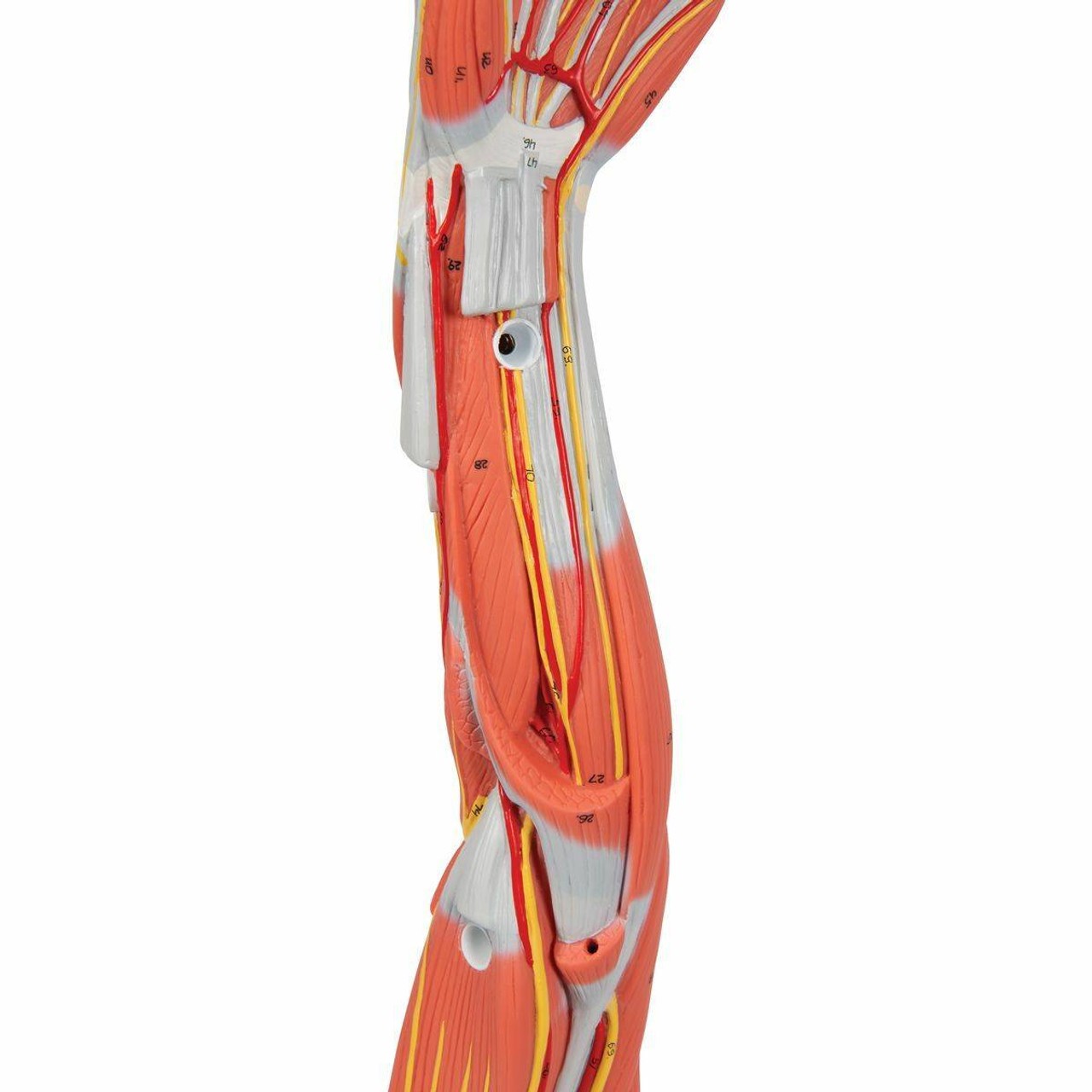 Dissectible Muscled Arm Anatomy Model