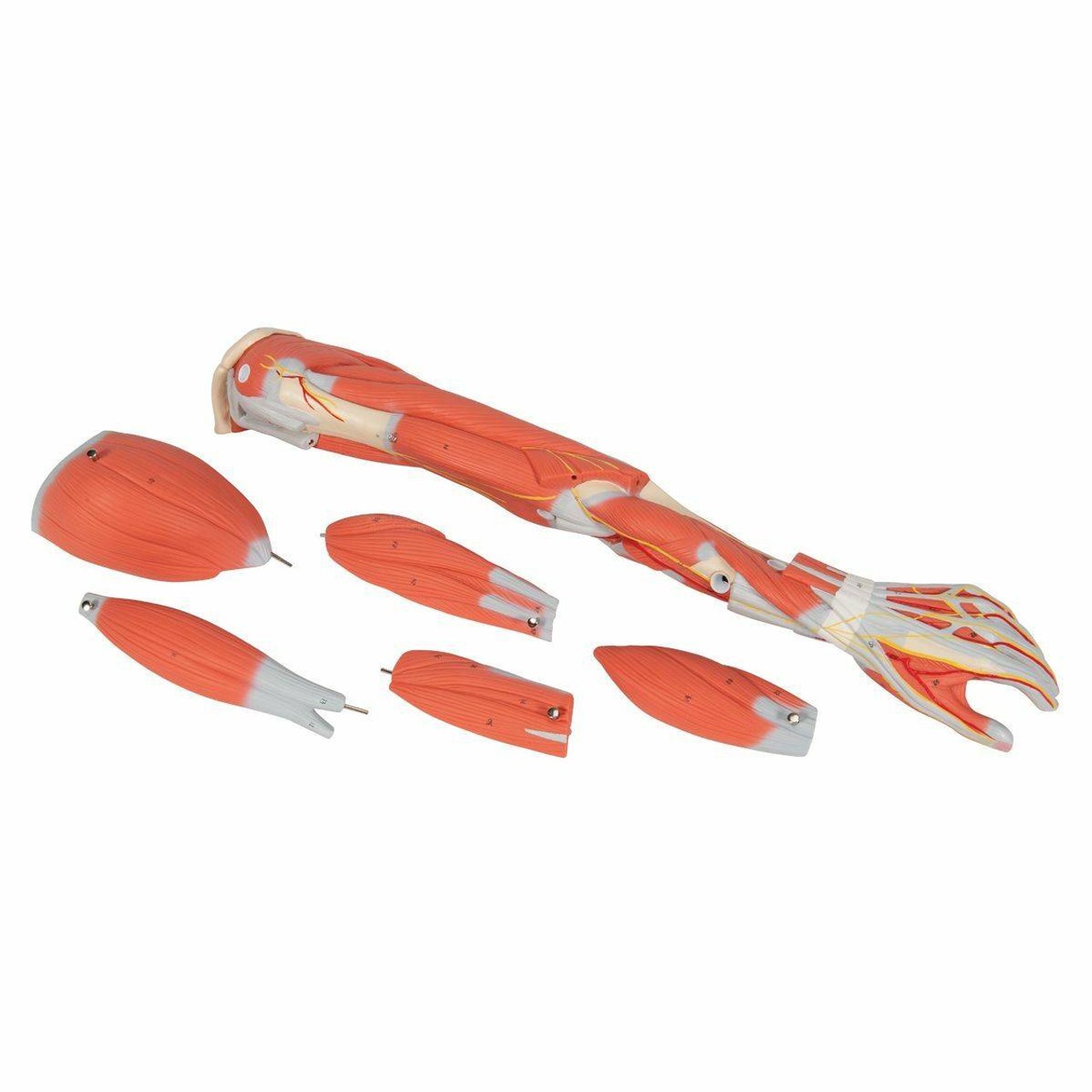 Dissectible Muscled Arm Anatomy Model