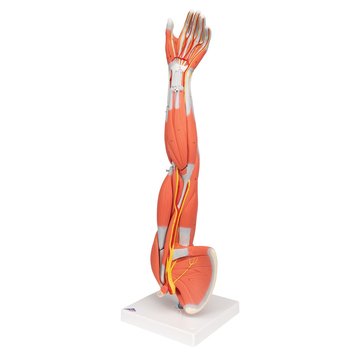 Dissectible Muscled Arm Anatomy Model