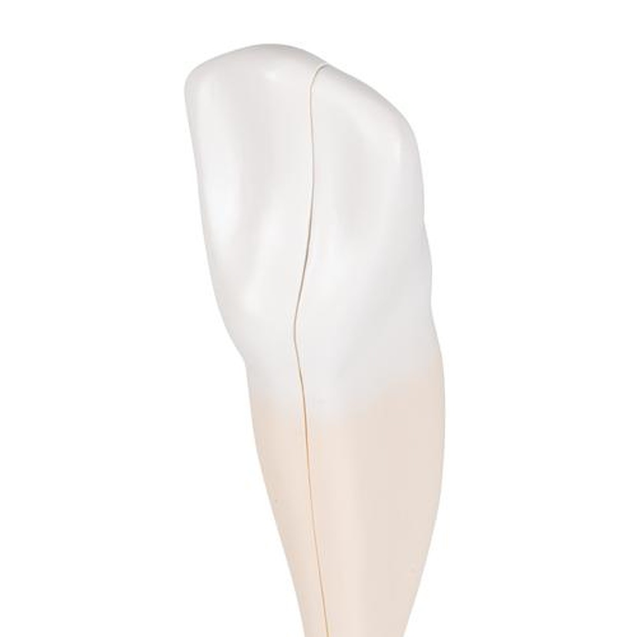 Lower Canine Tooth Anatomy Model