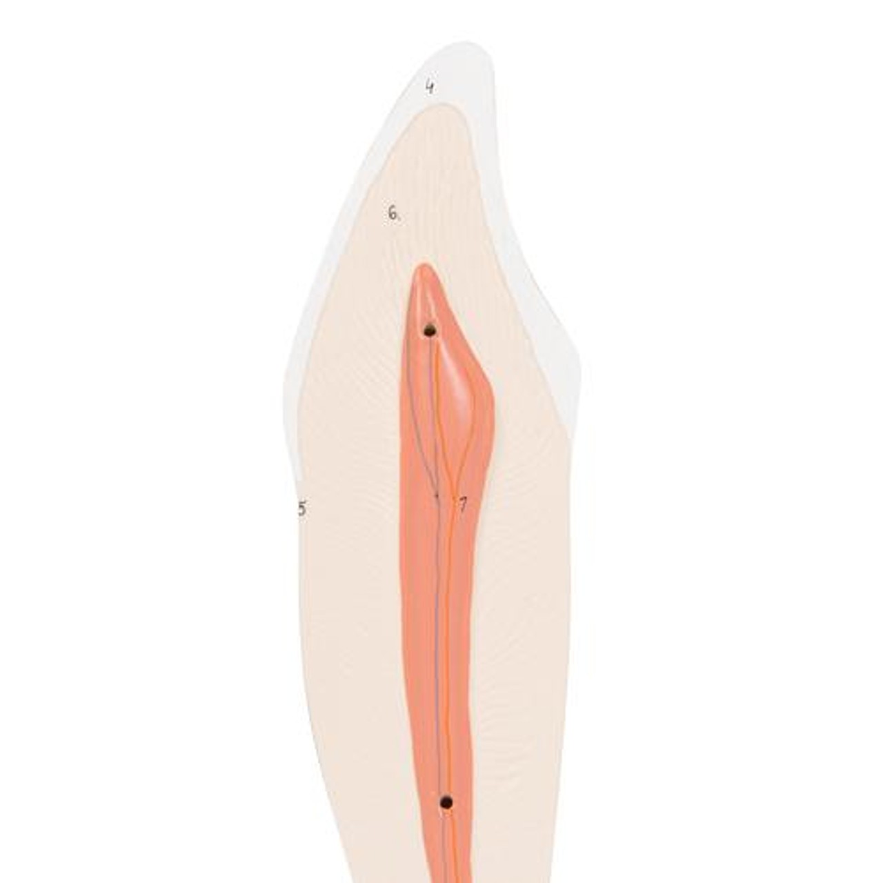 Lower Canine Tooth Anatomy Model