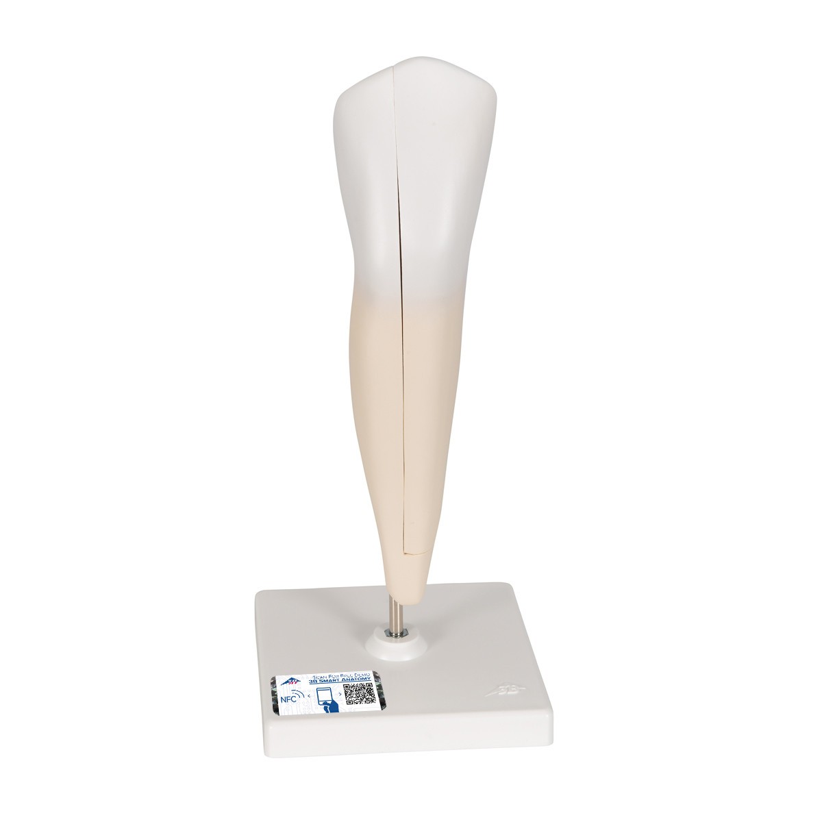 Lower Canine Tooth Anatomy Model