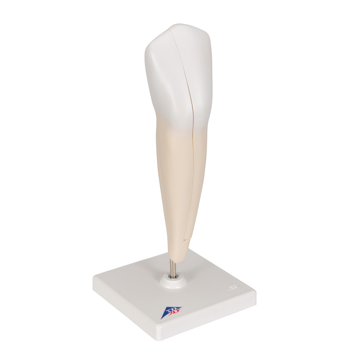Lower Canine Tooth Anatomy Model