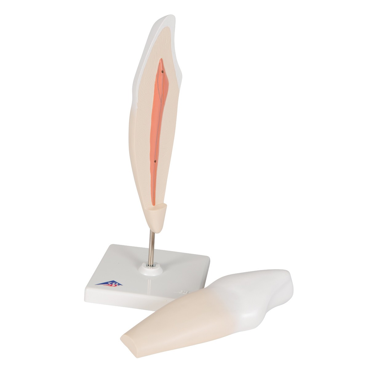 Lower Canine Tooth Anatomy Model