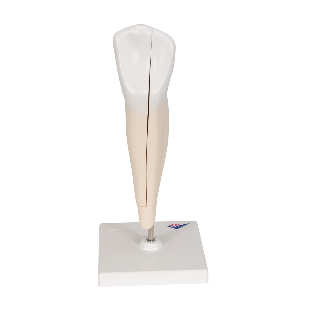 Lower Canine Tooth Anatomy Model