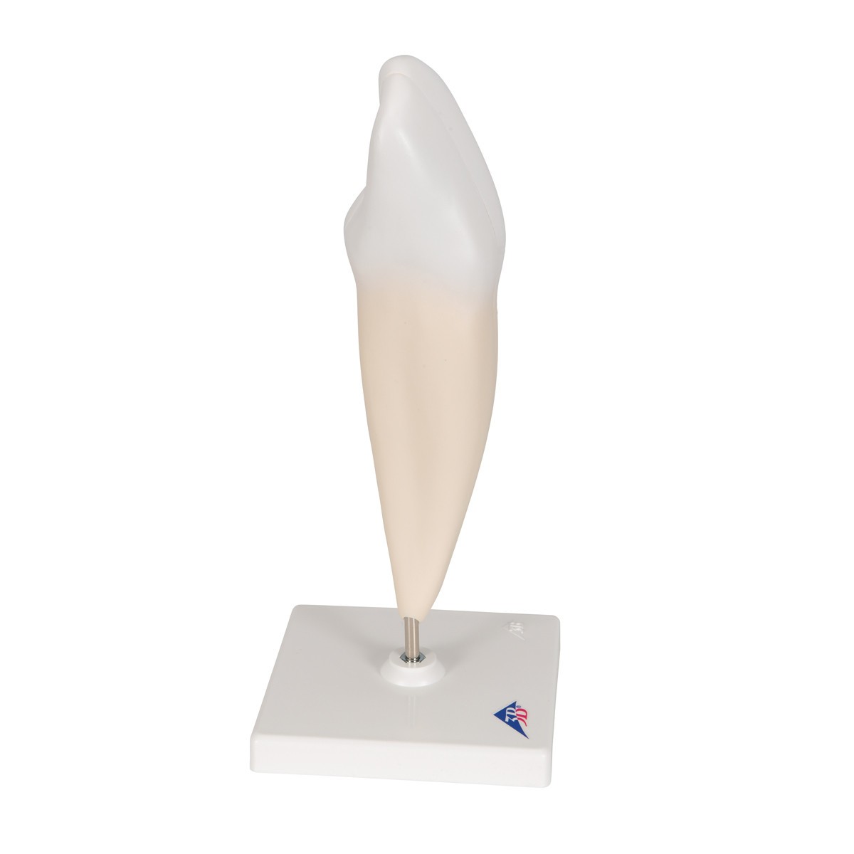 Lower Canine Tooth Anatomy Model