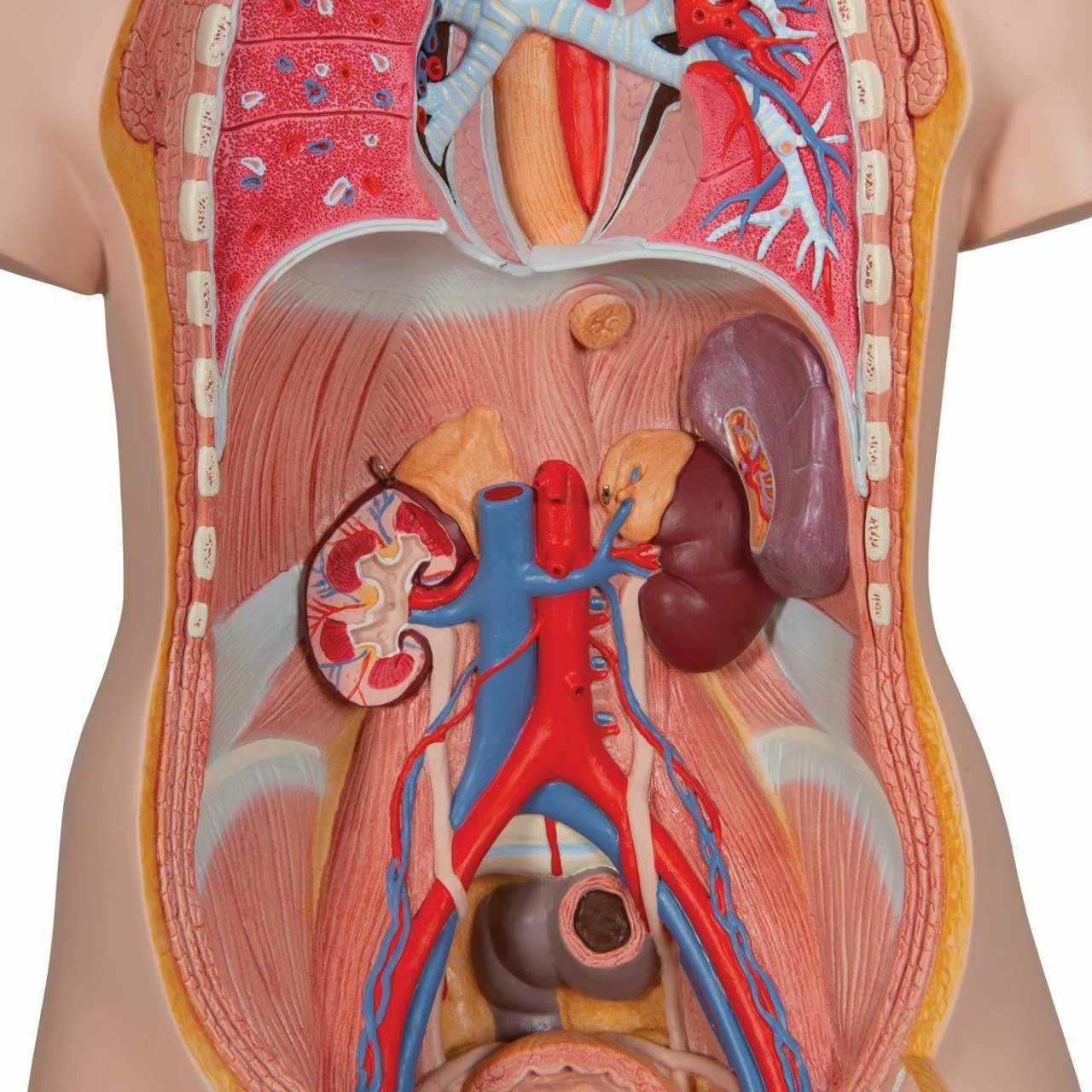 Classic Human Unisex Torso Anatomy Model 18 Parts