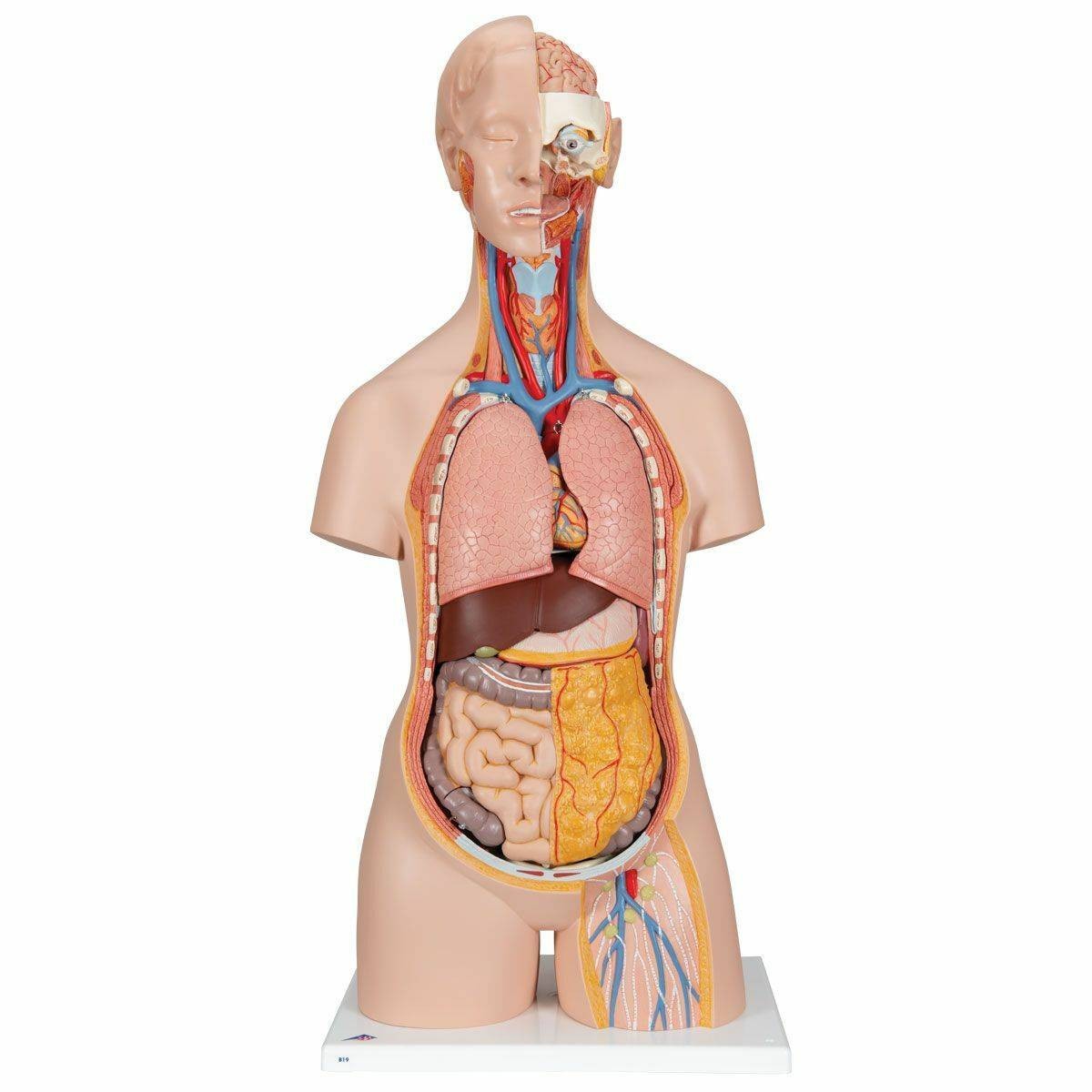 3B Scientific Classic Human Unisex Torso Anatomy Model (18 Parts