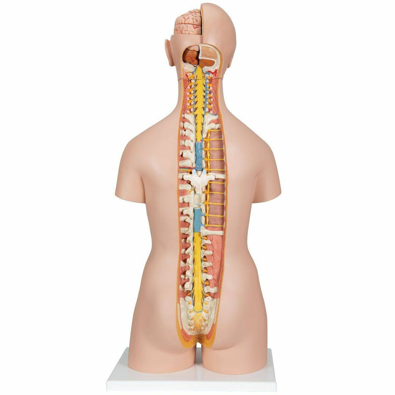 Classic Human Unisex Torso Anatomy Model 18 Parts