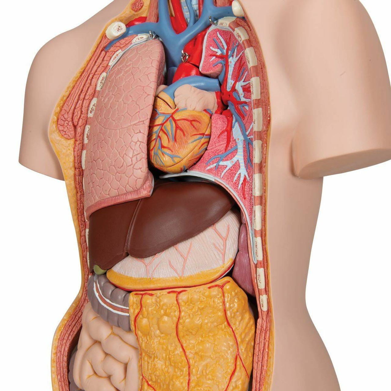 Classic Human Unisex Torso Anatomy Model 18 Parts