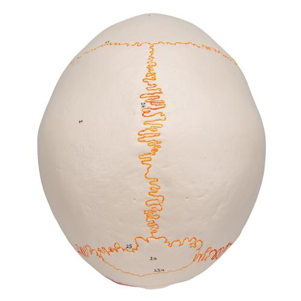 Classic Painted Human Skull Anatomy Model 3 Parts - Top Side View