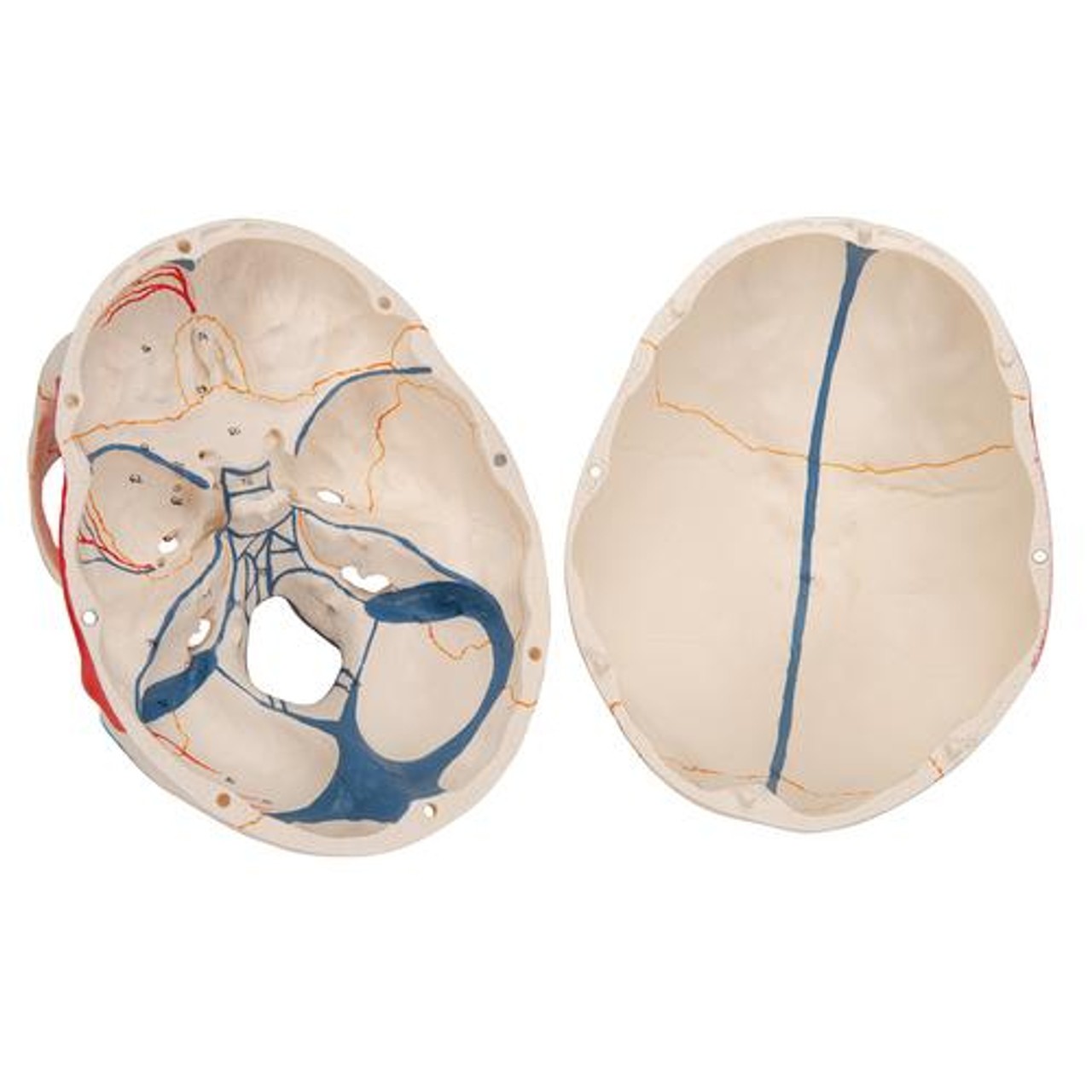 Classic Painted Human Skull Anatomy Model 3 Parts - Detailed View