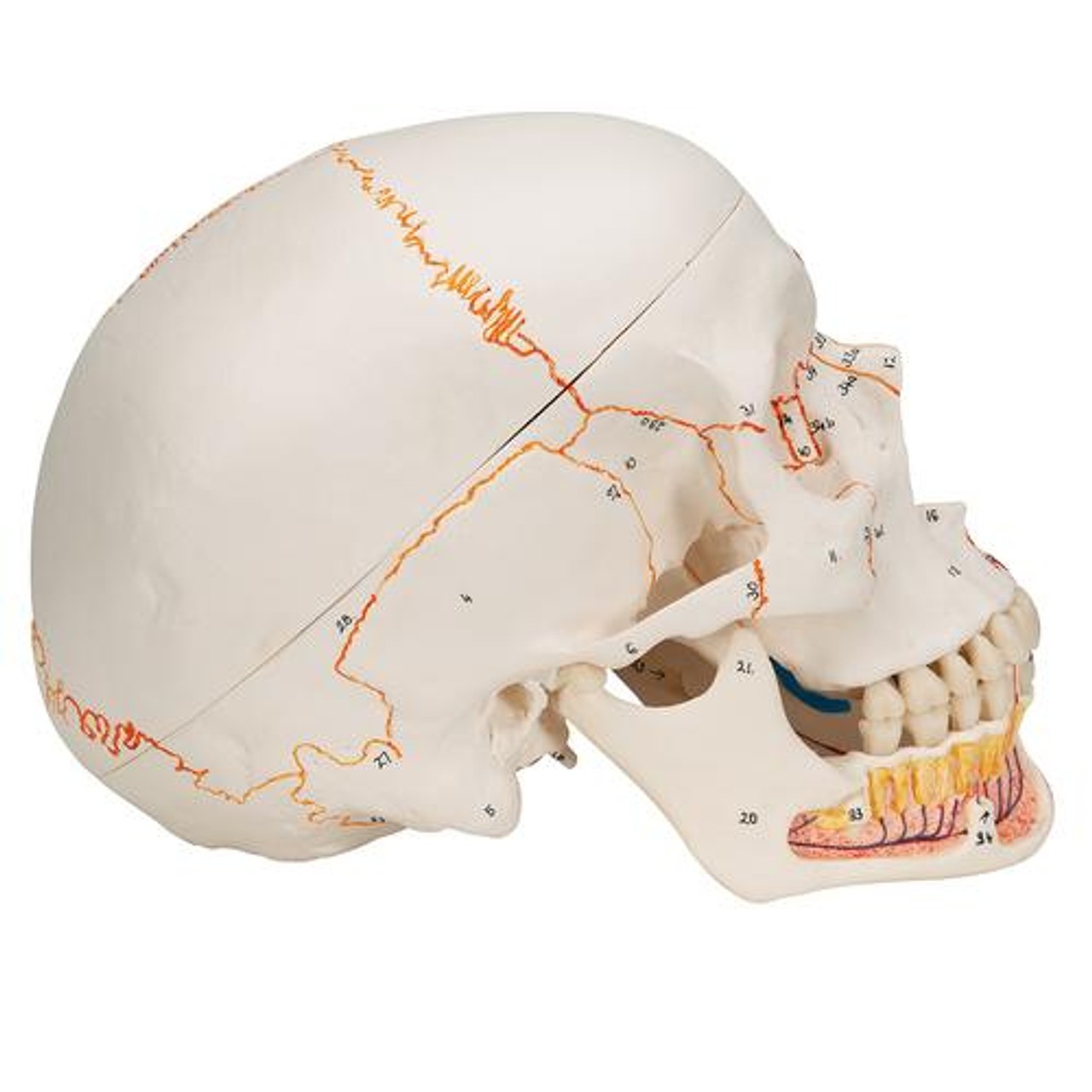 Classic Painted Human Skull Anatomy Model 3 Parts - Right Side View