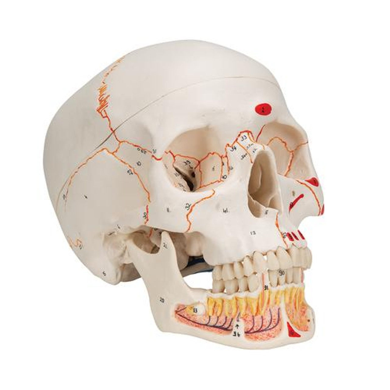 Classic Painted Human Skull Anatomy Model 3 Parts - Right Side View