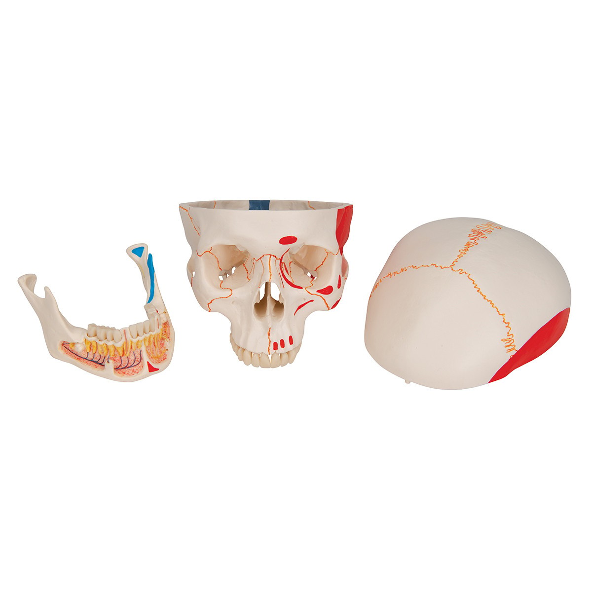 Classic Painted Human Skull Anatomy Model 3 Parts