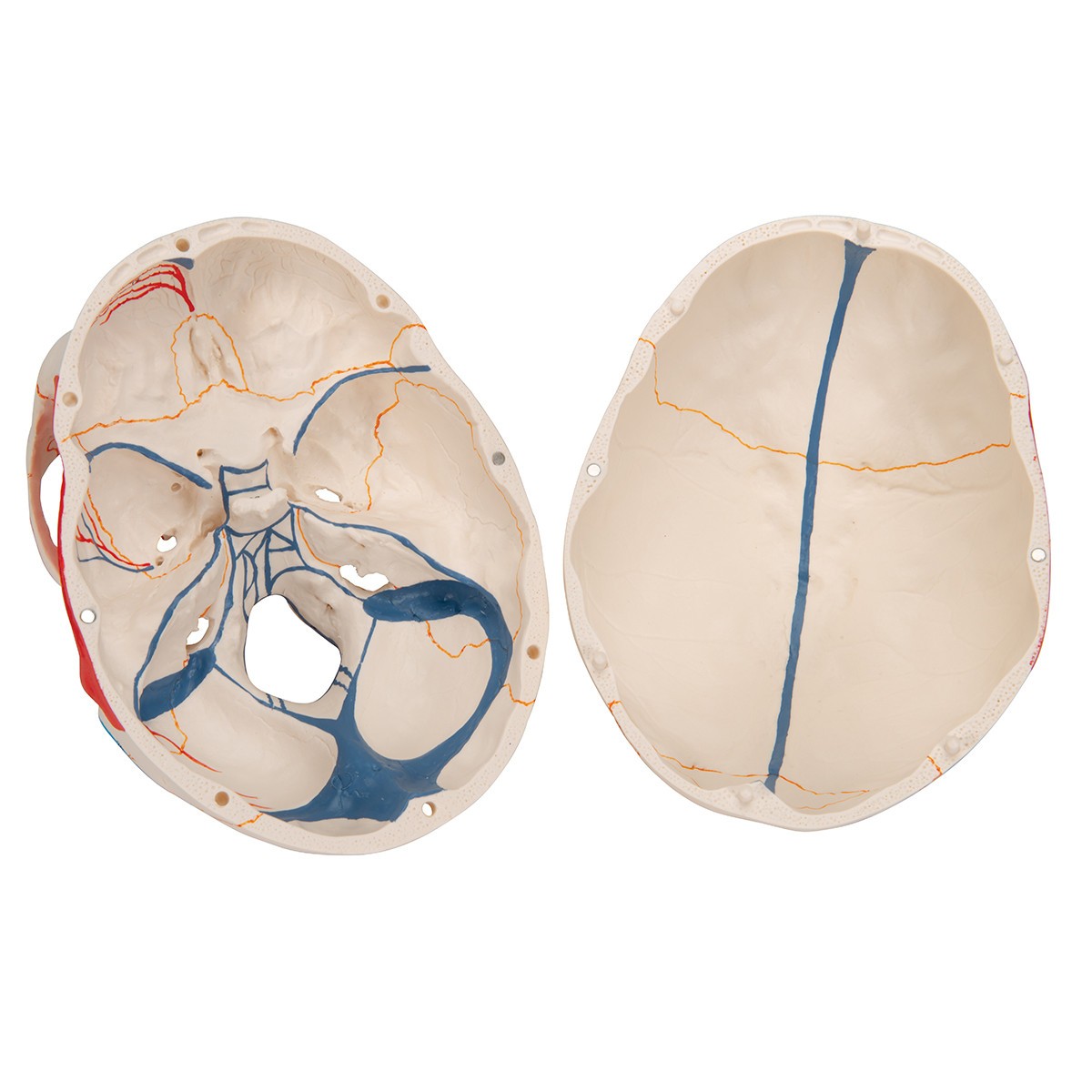 Classic Painted Human Skull Anatomy Model 3 Parts