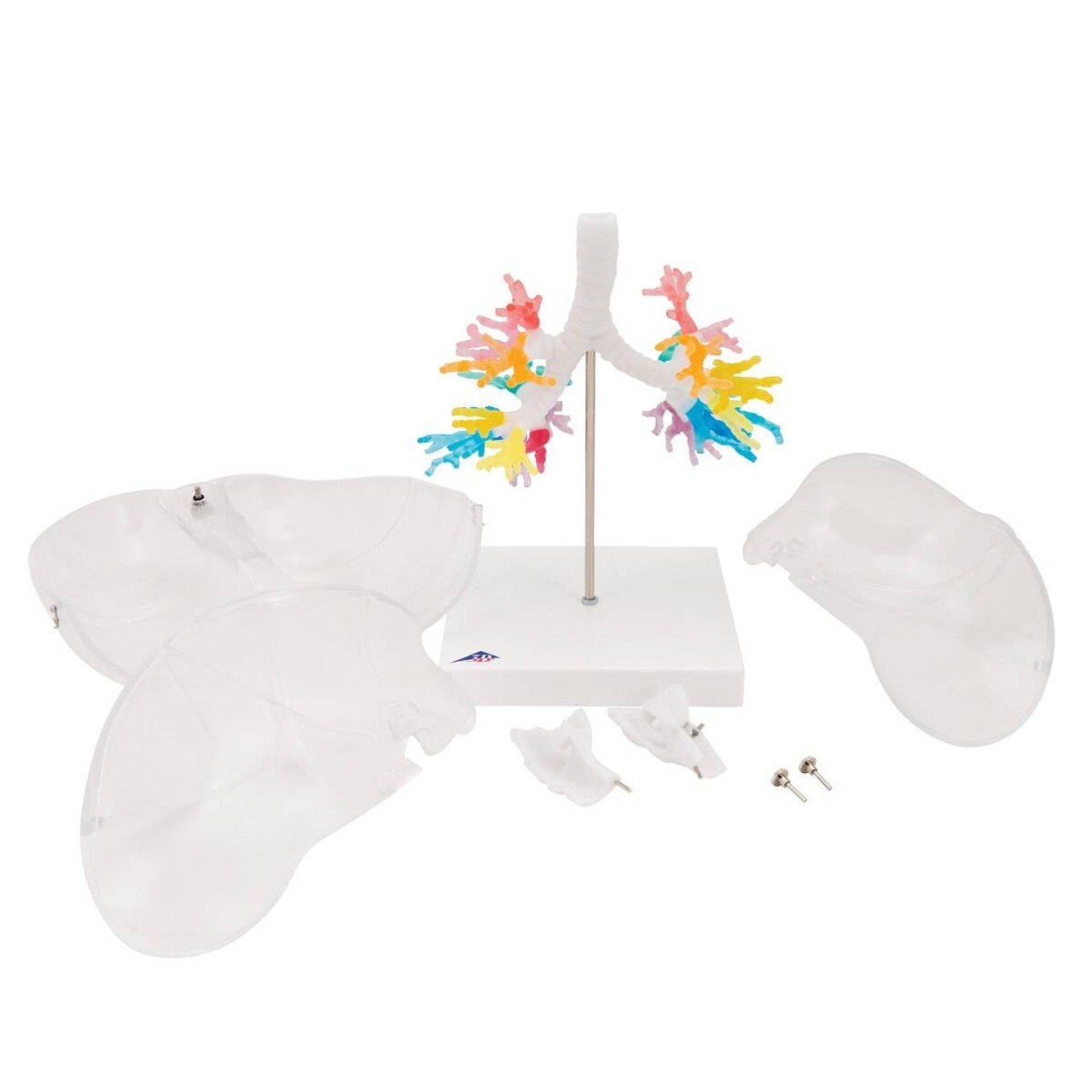 Bronchial Tree Model with Larynx and Transparent Lungs