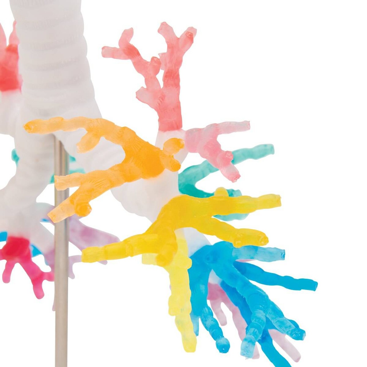 Bronchial Tree Model with Larynx and Transparent Lungs